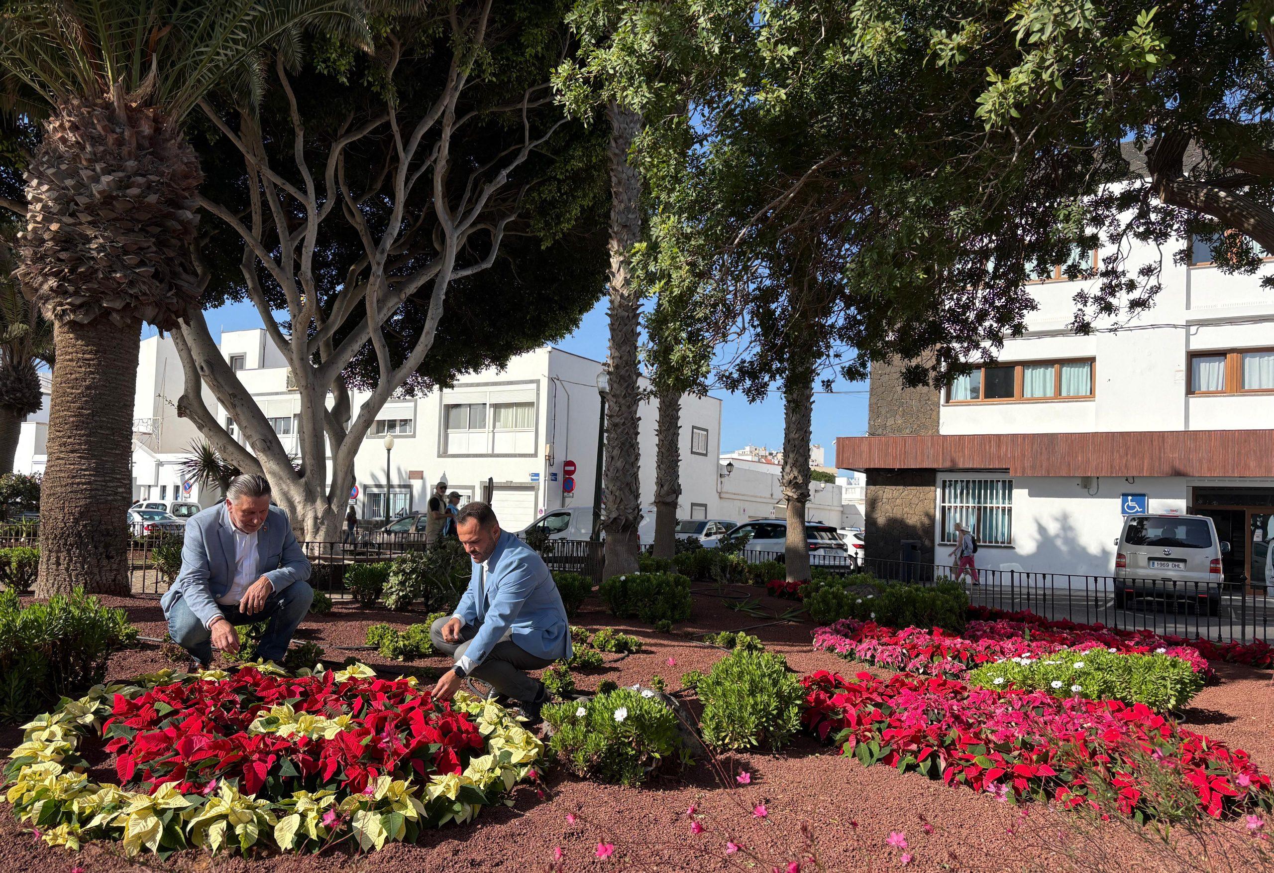 Arrecife embellece barrios y espacios públicos con 10.000 flores de Pascua esta Navidad.